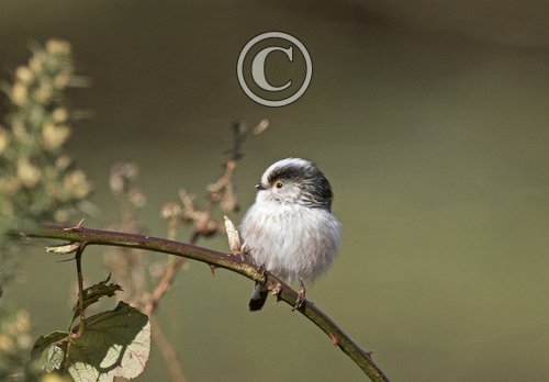    Long tail-tit DM1855